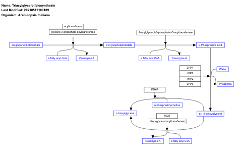 Triacylglycerol biosynthesis