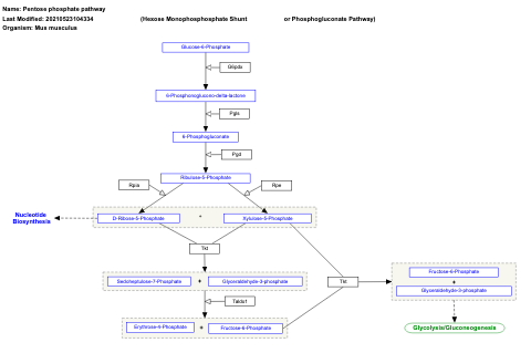 Pentose phosphate pathway