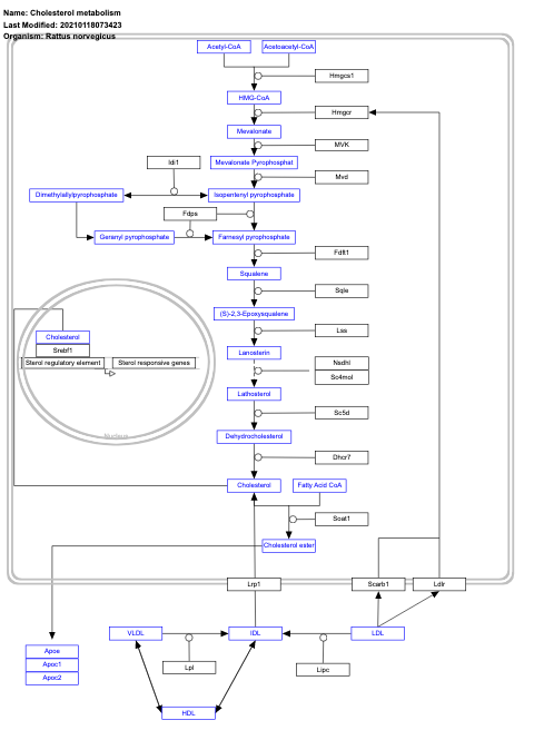 Cholesterol metabolism