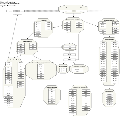 Insulin signaling