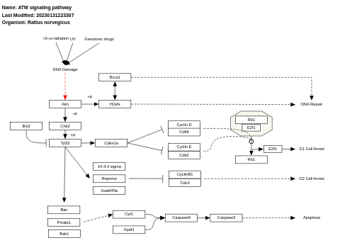 ATM signaling pathway