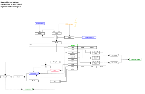 p53 signal pathway