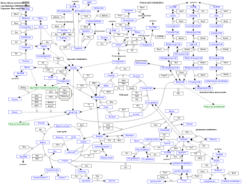 Amino acid metabolism