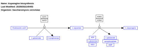 Asparagine biosynthesis