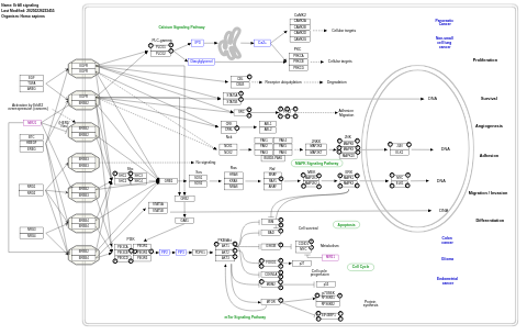 ErbB signaling pathway