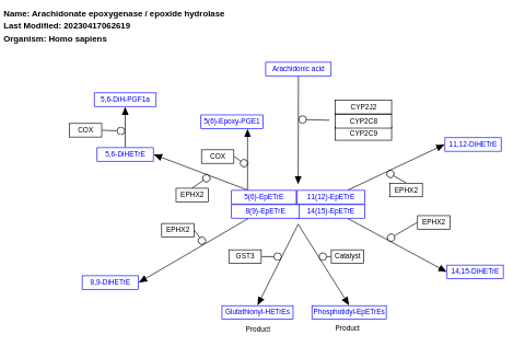 Arachidonate epoxygenase / epoxide hydrolase