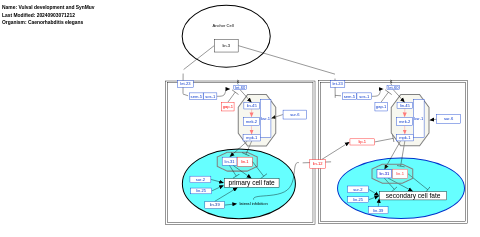 Vulval development and SynMuv