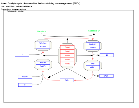 Catalytic cycle of mammalian flavin-containing monooxygenases (FMOs)