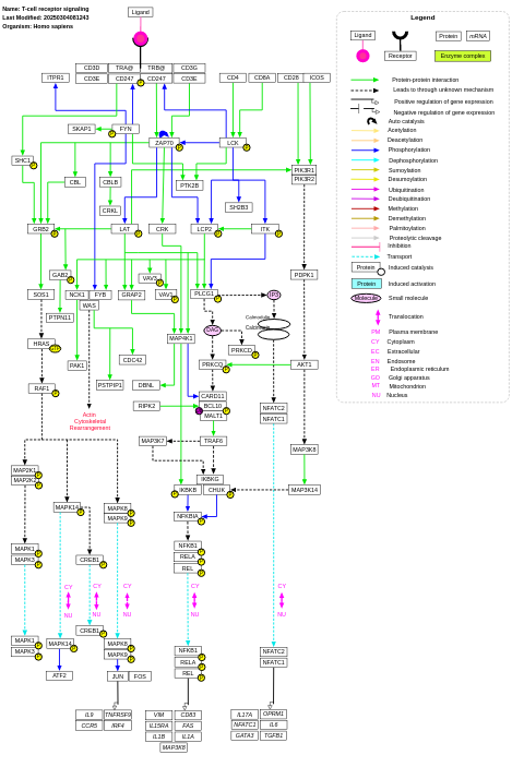 T-cell receptor signaling pathway