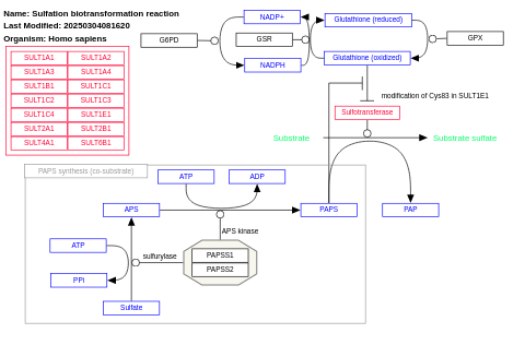 Sulfation biotransformation reaction