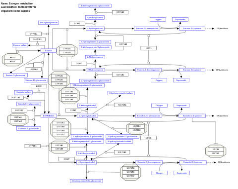 Estrogen metabolism