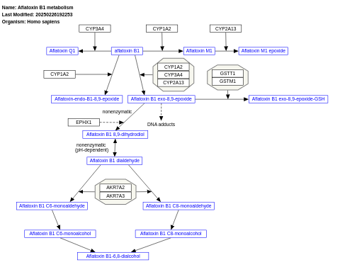 Aflatoxin B1 metabolism