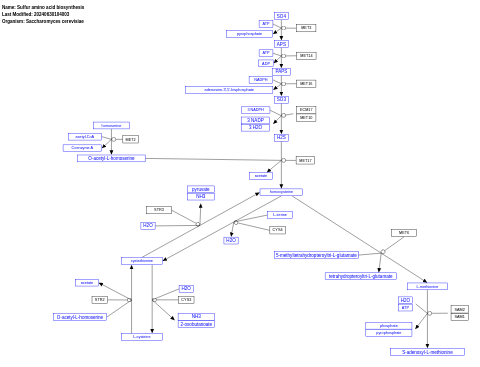 Sulfur amino acid biosynthesis