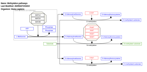 Methylation pathways