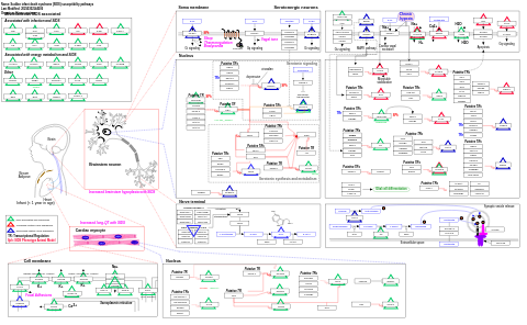 Sudden infant death syndrome (SIDS) susceptibility pathways