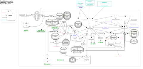 DNA damage response