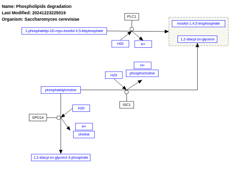 Lipases biosynthesis