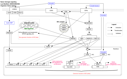 Estrogen signaling pathway