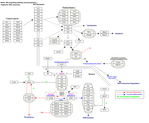 Wnt signaling pathway and pluripotency