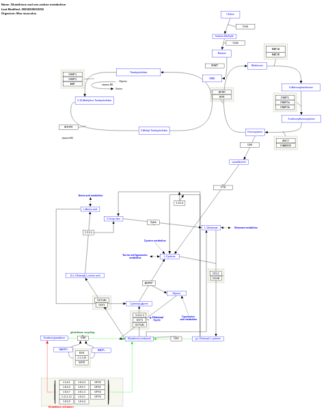 Glutathione and one-carbon metabolism