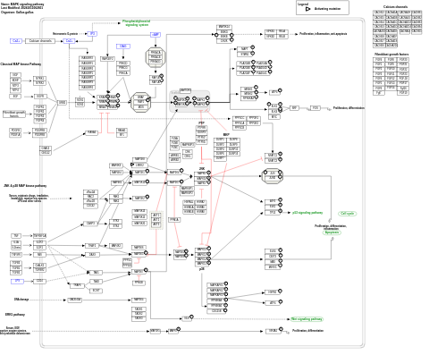 MAPK signaling pathway