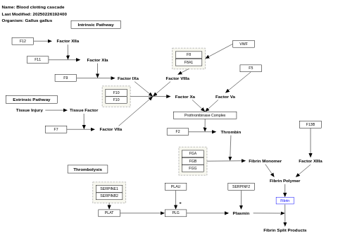 Blood clotting cascade