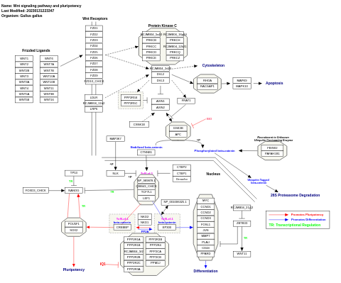 Wnt signaling pathway and pluripotency