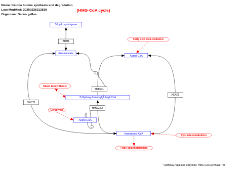 Ketone bodies synthesis and degradation