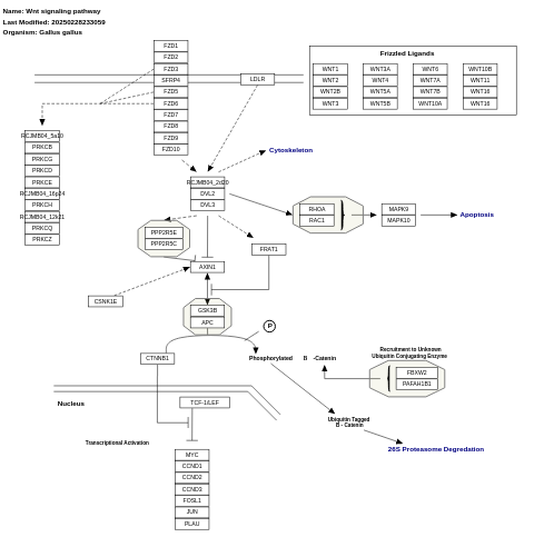 Wnt signaling pathway