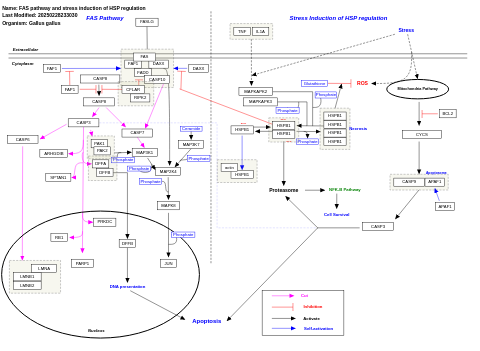 FAS pathway and stress induction of HSP regulation