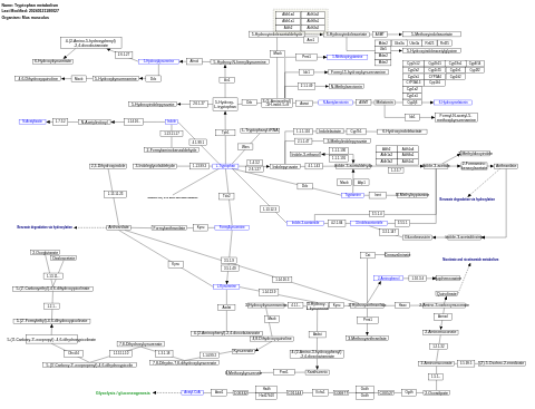 Tryptophan metabolism