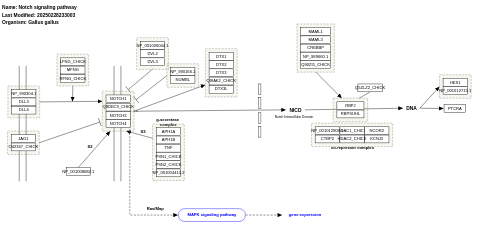 Notch signaling pathway