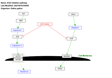 ACE inhibitor pathway