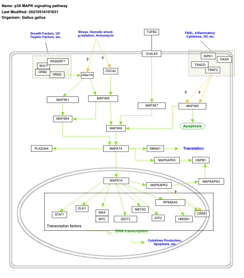 p38 MAPK signaling pathway