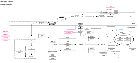 Retinol metabolism