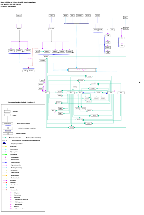 Inhibitor of DNA binding (ID) signaling pathway