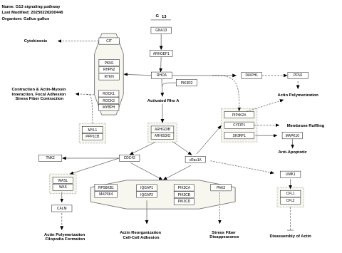 G13 signaling pathway