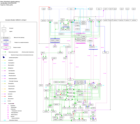 Delta-Notch signaling pathway