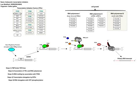 Eukaryotic transcription initiation