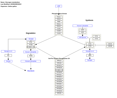 Glycogen metabolism