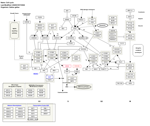 Cell cycle