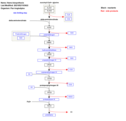 Heme biosynthesis