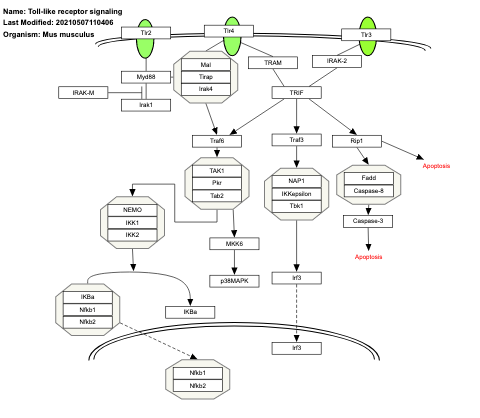 Toll-like receptor signaling