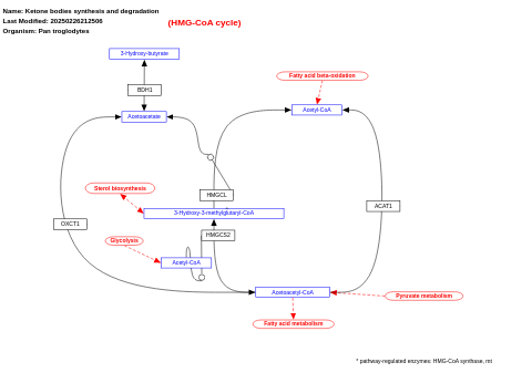 Ketone bodies synthesis and degradation