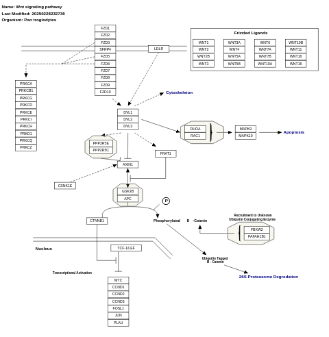 Wnt signaling pathway