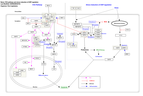 FAS pathway and stress induction of HSP regulation