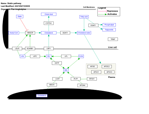 Statin pathway