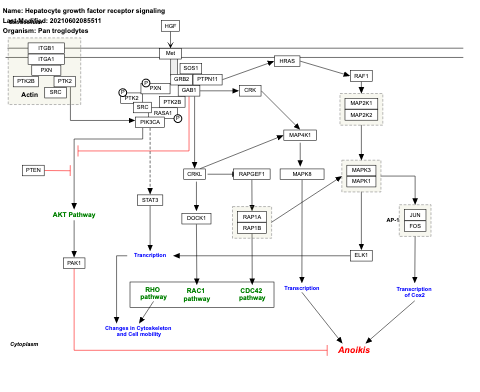 Hepatocyte growth factor receptor signaling