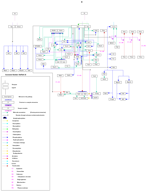 IL-4 signaling pathway