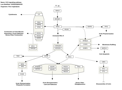 G13 signaling pathway